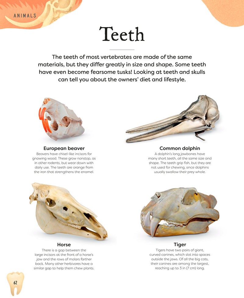 [画集]Nature’s Treasures: Tales of More Than 100 Extraordinary Objects from Nature[194P]