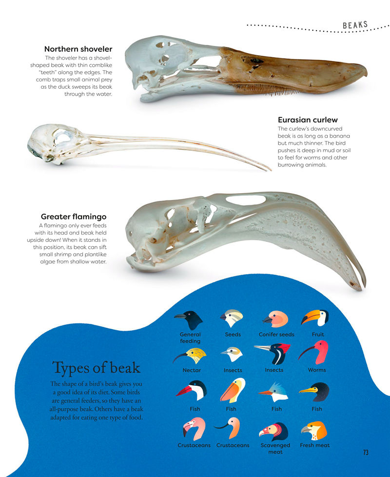 [画集]Nature’s Treasures: Tales of More Than 100 Extraordinary Objects from Nature[194P]