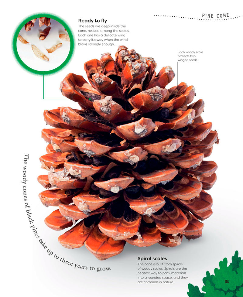 [画集]Nature’s Treasures: Tales of More Than 100 Extraordinary Objects from Nature[194P]
