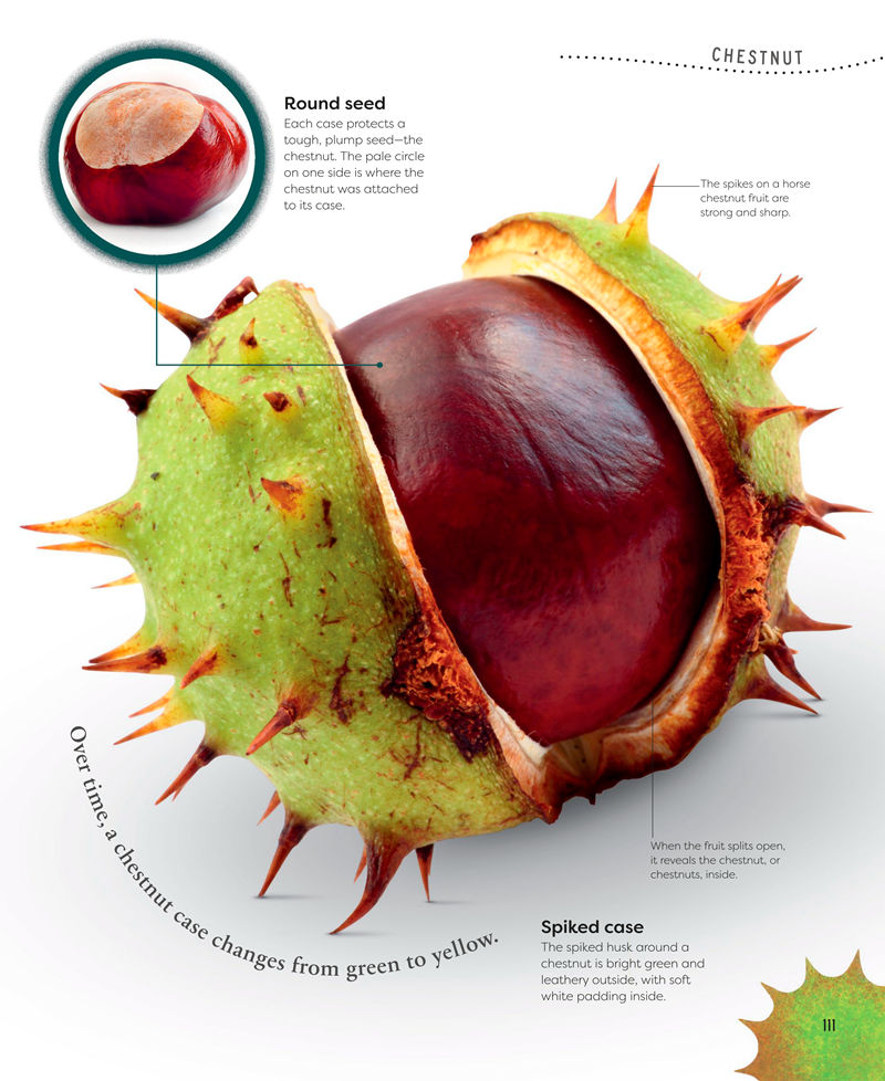[画集]Nature’s Treasures: Tales of More Than 100 Extraordinary Objects from Nature[194P]