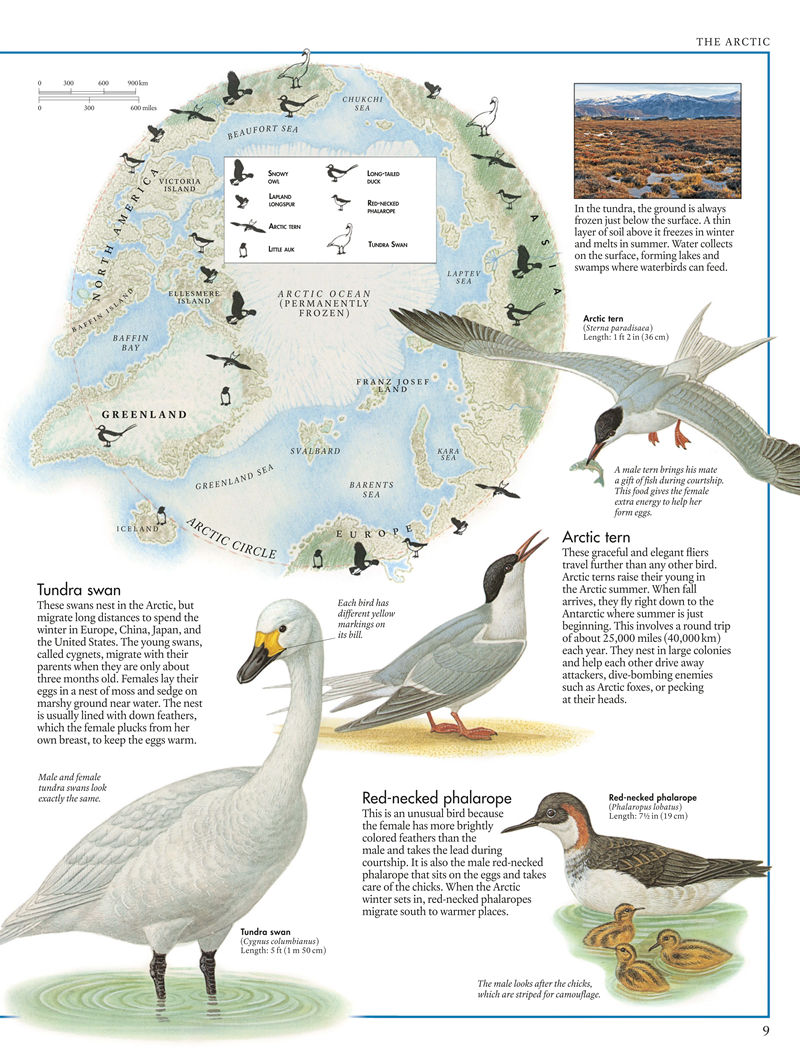 [画集]The Bird Atlas[66P]