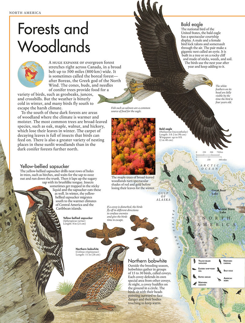 [画集]The Bird Atlas[66P]