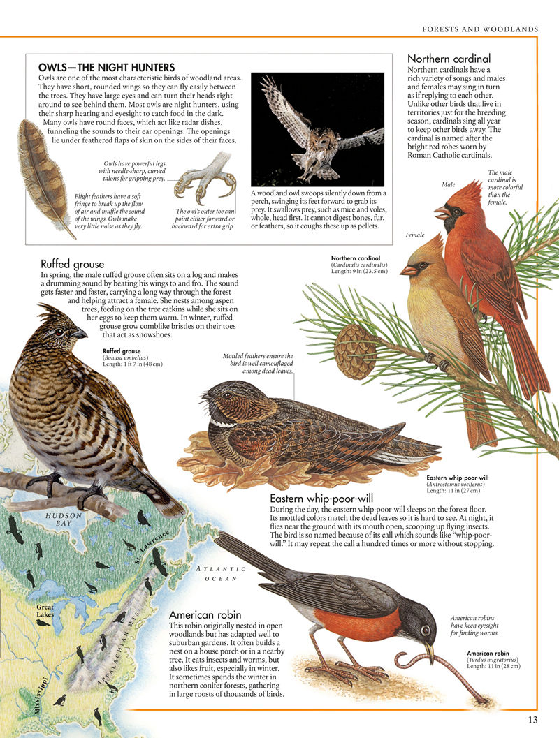 [画集]The Bird Atlas[66P]