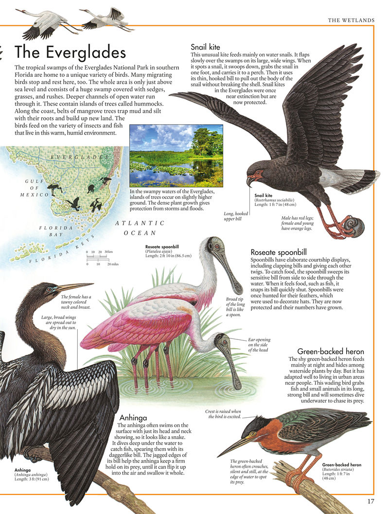 [画集]The Bird Atlas[66P]