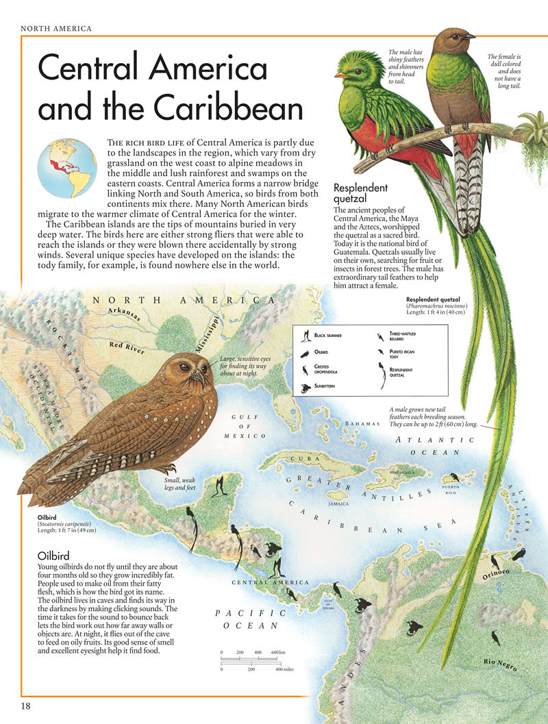 [画集]The Bird Atlas[66P]