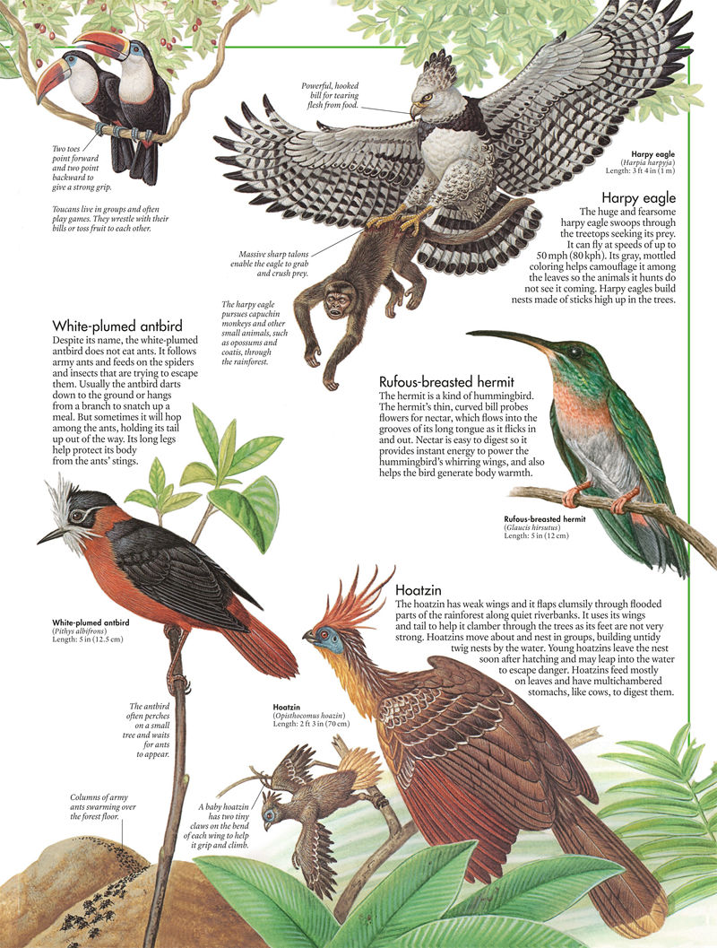 [画集]The Bird Atlas[66P]