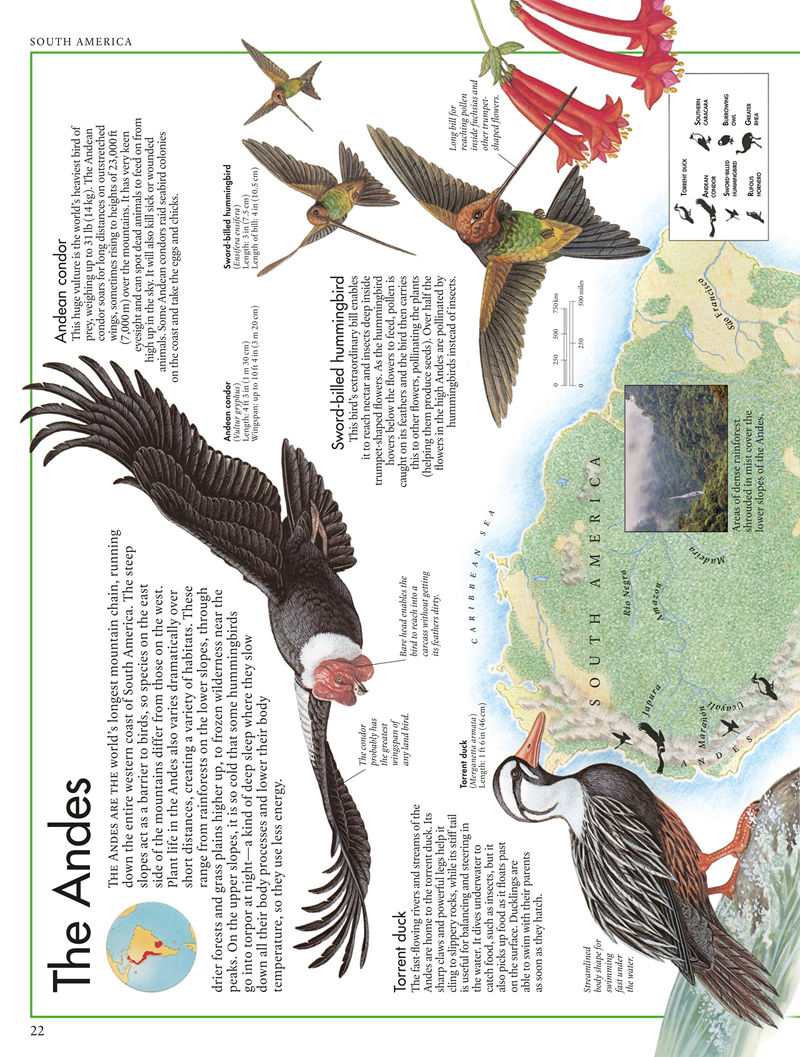 [画集]The Bird Atlas[66P]