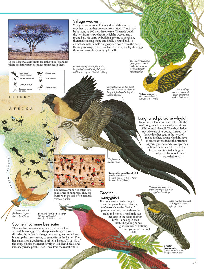 [画集]The Bird Atlas[66P]