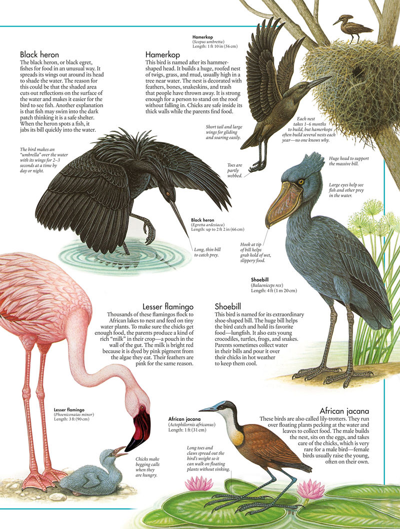 [画集]The Bird Atlas[66P]