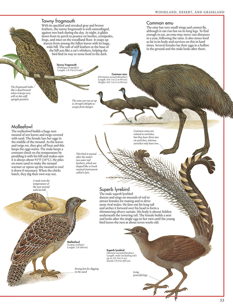 [画集]The Bird Atlas[66P]