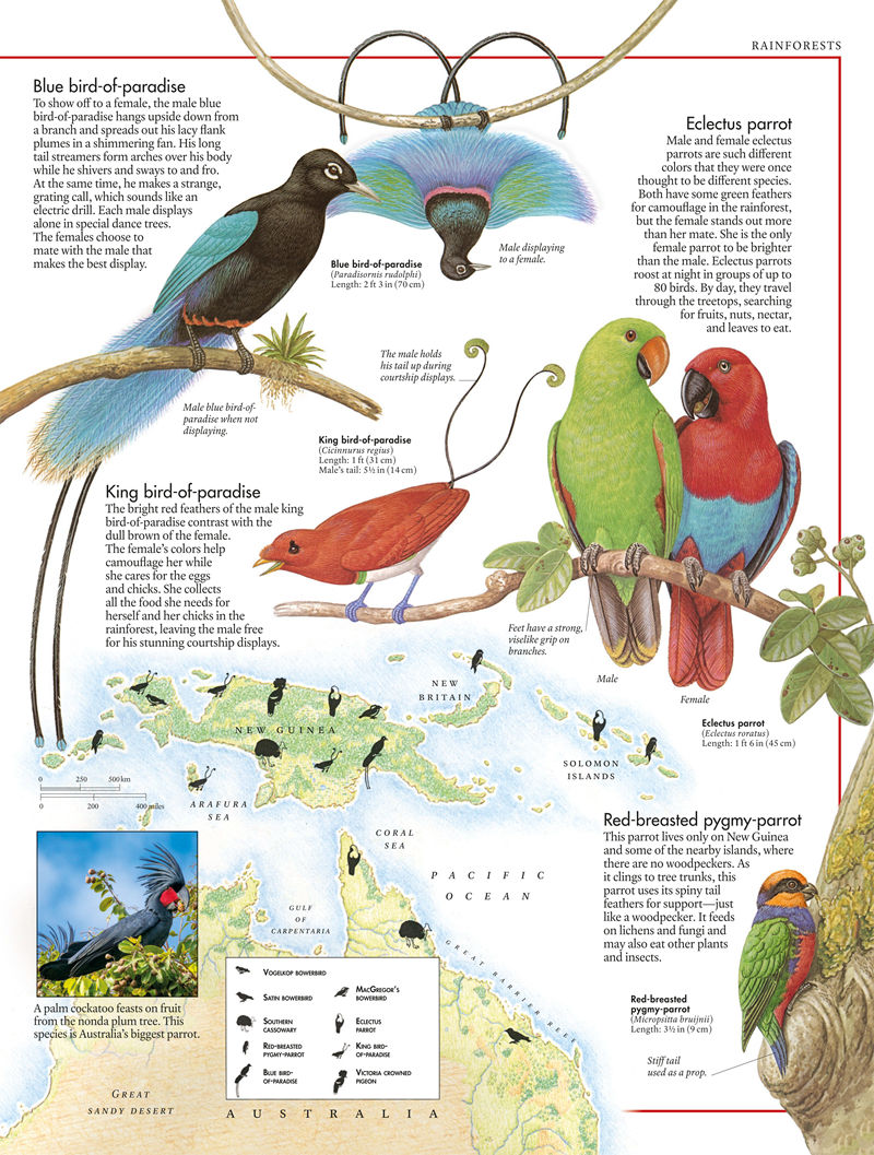 [画集]The Bird Atlas[66P]