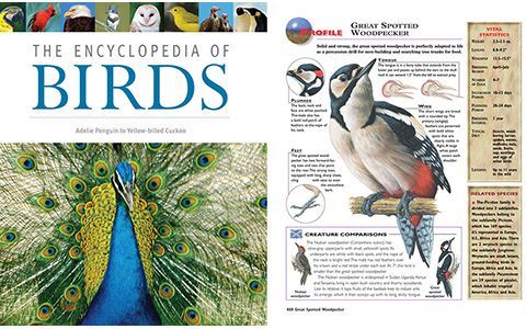 [画集]The Encyclopedia of Birds[1067P]