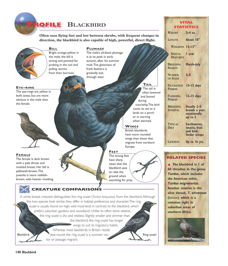 [画集]The Encyclopedia of Birds[1067P]