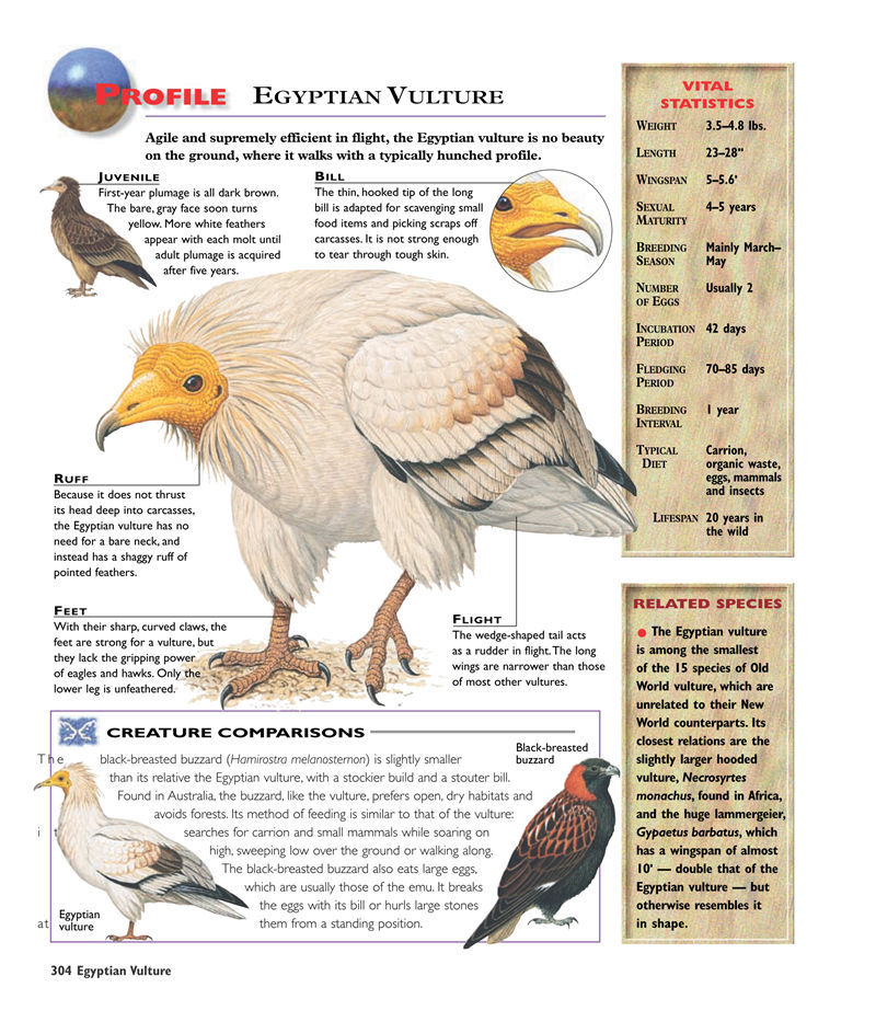 [画集]The Encyclopedia of Birds[1067P]