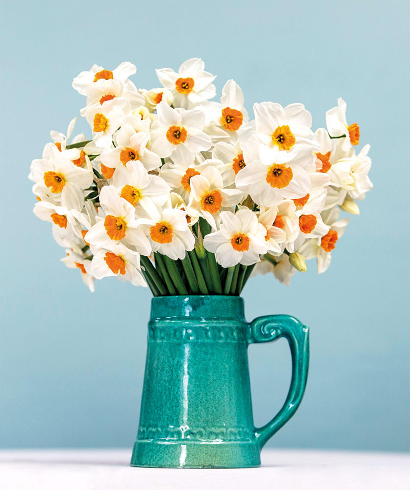 [画集]The Flower Book: Let the Beauty of Each Bloom Speak for Itself[226P]