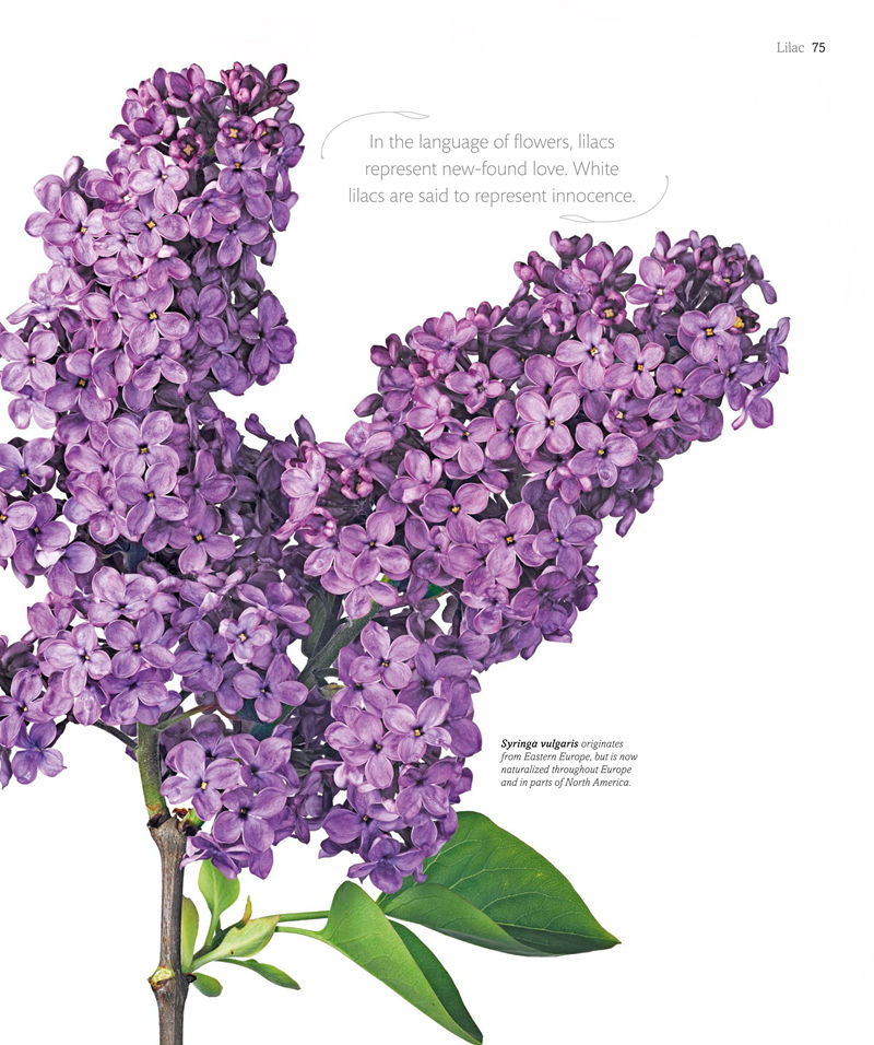 [画集]The Flower Book: Let the Beauty of Each Bloom Speak for Itself[226P]