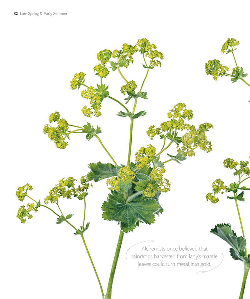 [画集]The Flower Book: Let the Beauty of Each Bloom Speak for Itself[226P]