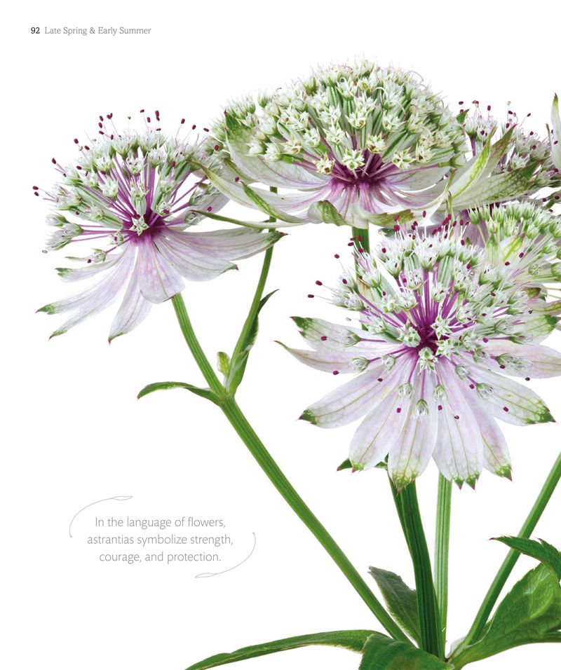 [画集]The Flower Book: Let the Beauty of Each Bloom Speak for Itself[226P]