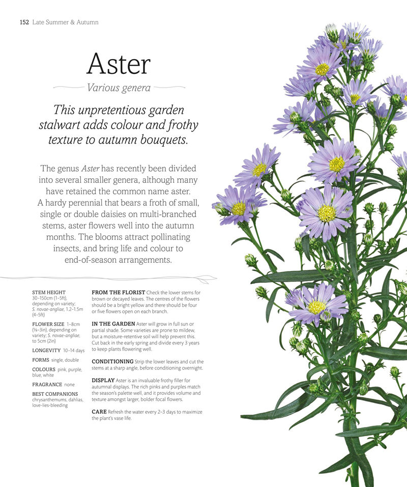 [画集]The Flower Book: Let the Beauty of Each Bloom Speak for Itself[226P]