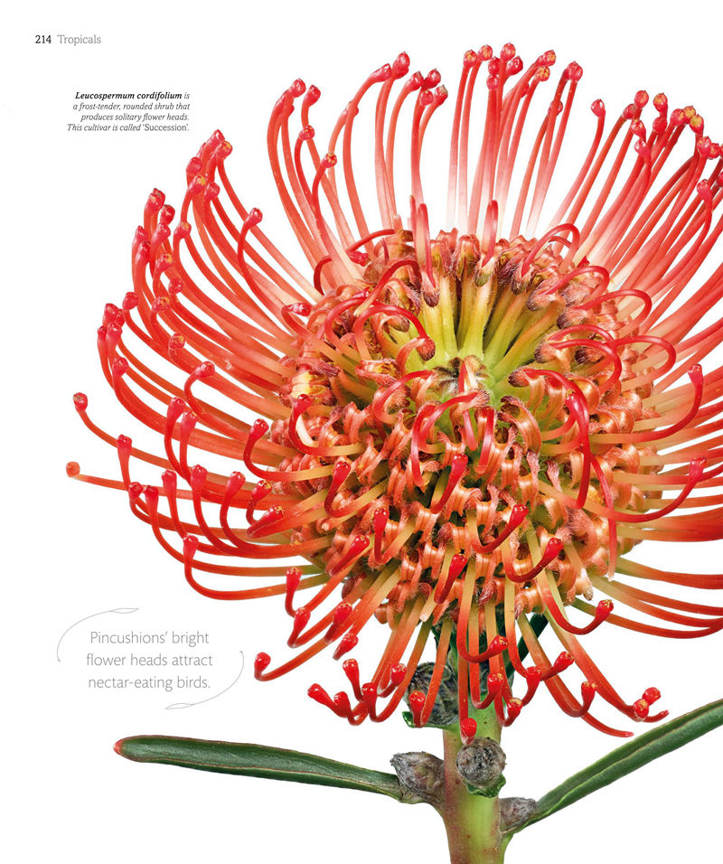 [画集]The Flower Book: Let the Beauty of Each Bloom Speak for Itself[226P]