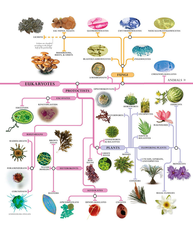 [画集]The Natural History Book: The Ultimate Visual Guide to Everything on Earth[664P]