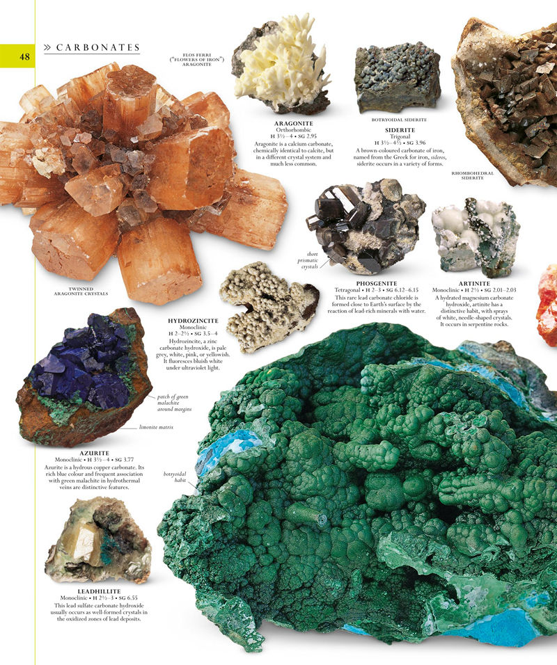 [画集]The Natural History Book: The Ultimate Visual Guide to Everything on Earth[664P]