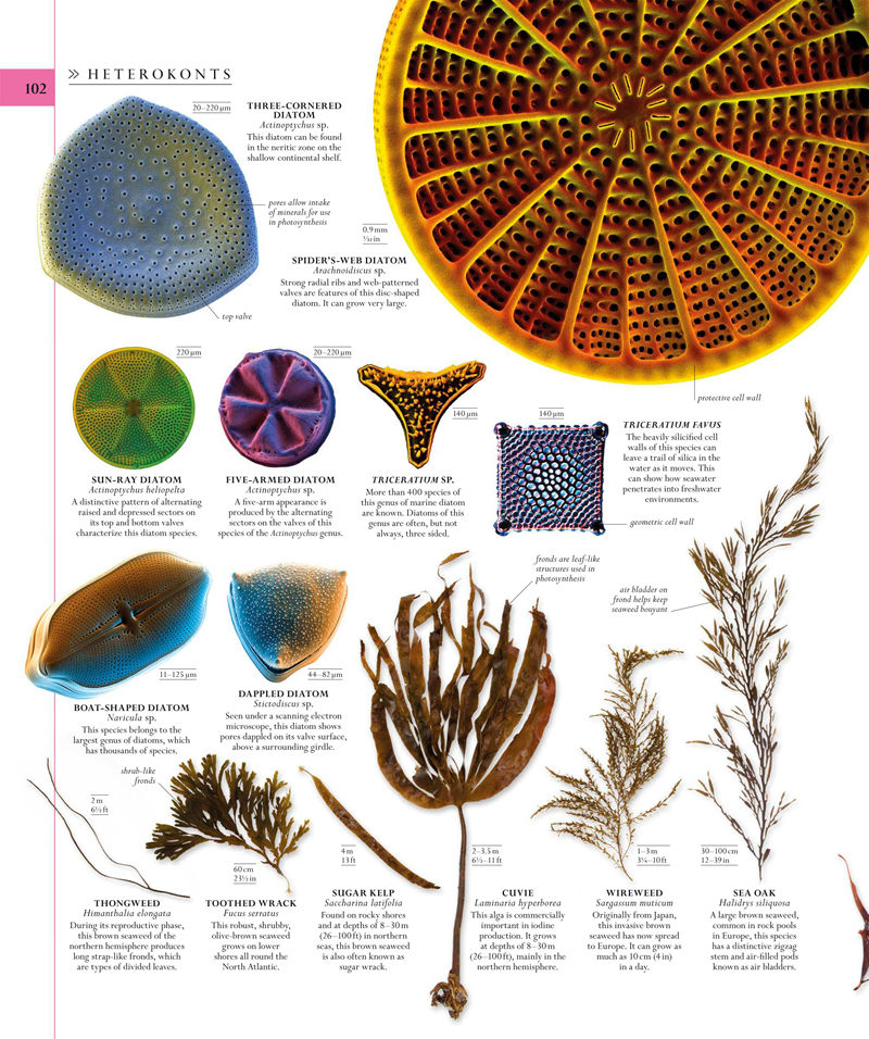 [画集]The Natural History Book: The Ultimate Visual Guide to Everything on Earth[664P]