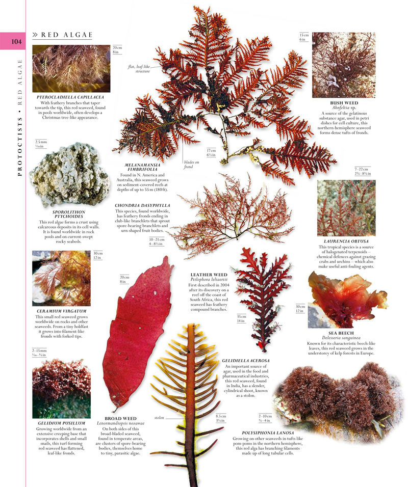 [画集]The Natural History Book: The Ultimate Visual Guide to Everything on Earth[664P]