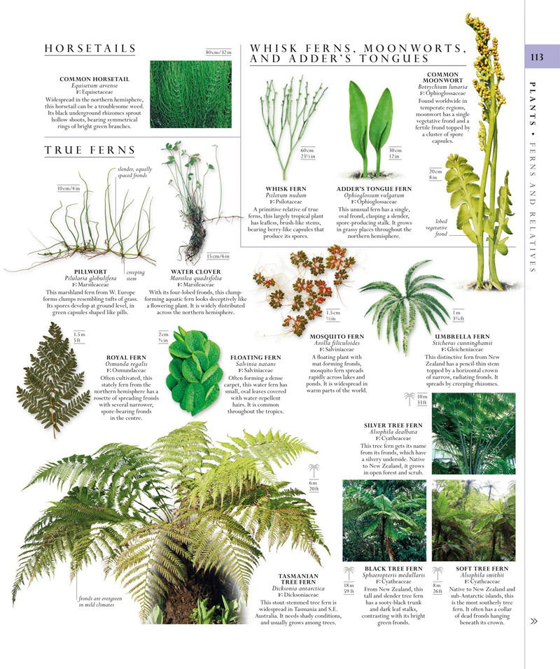 [画集]The Natural History Book: The Ultimate Visual Guide to Everything on Earth[664P]