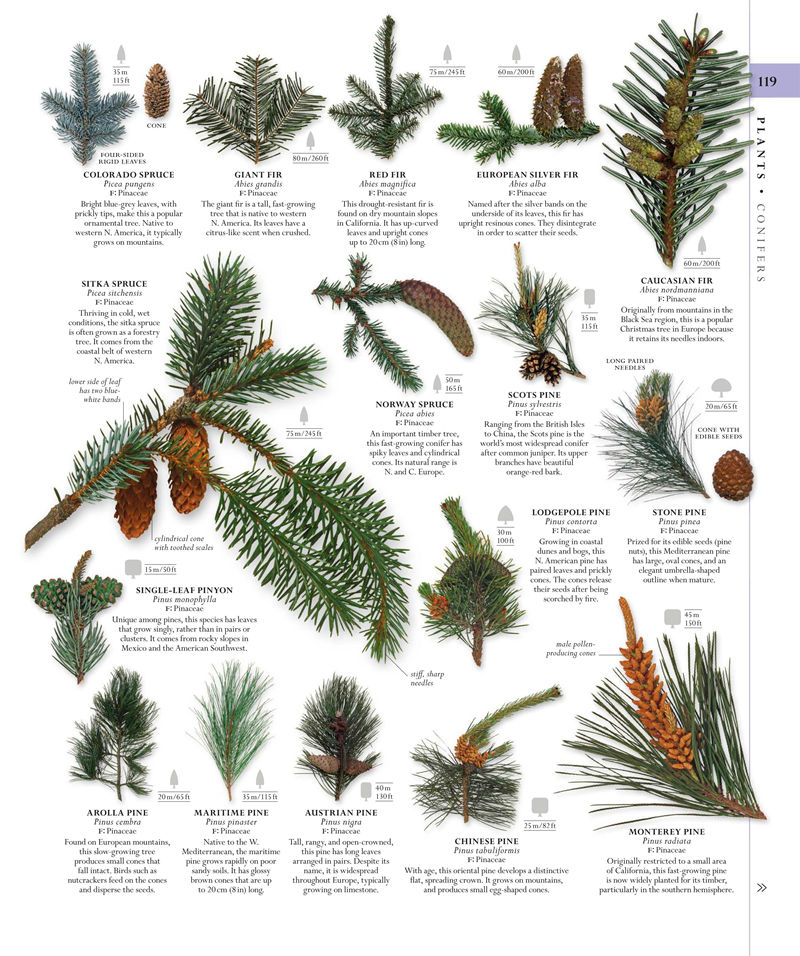 [画集]The Natural History Book: The Ultimate Visual Guide to Everything on Earth[664P]
