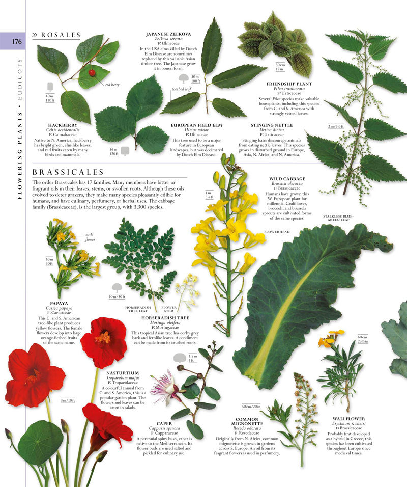 [画集]The Natural History Book: The Ultimate Visual Guide to Everything on Earth[664P]