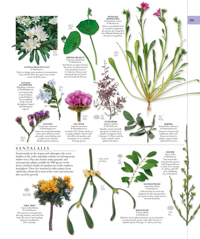 [画集]The Natural History Book: The Ultimate Visual Guide to Everything on Earth[664P]