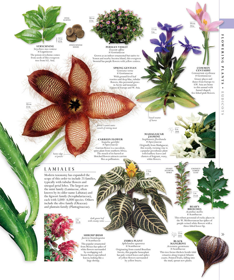 [画集]The Natural History Book: The Ultimate Visual Guide to Everything on Earth[664P]