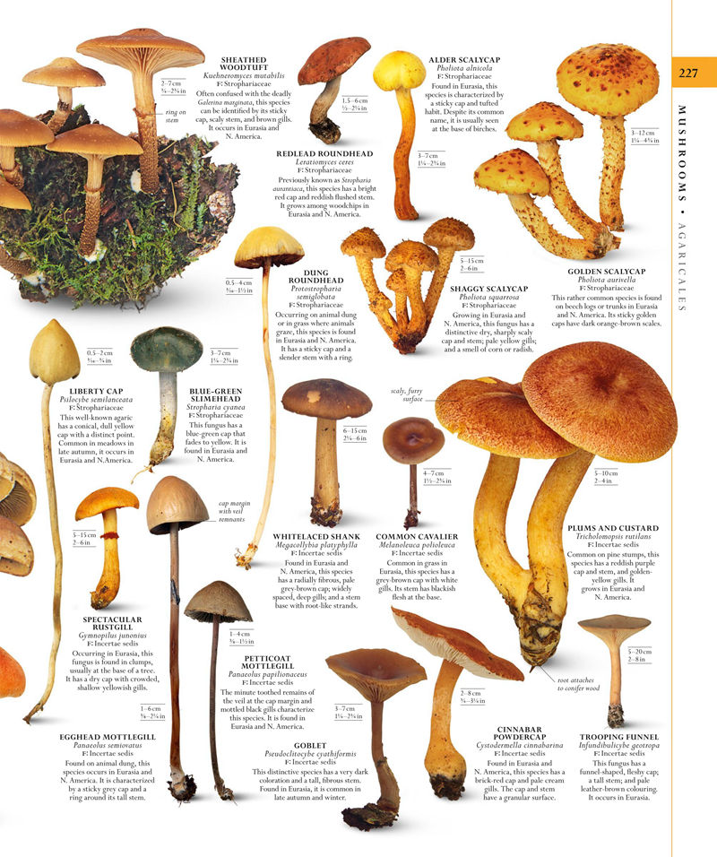 [画集]The Natural History Book: The Ultimate Visual Guide to Everything on Earth[664P]