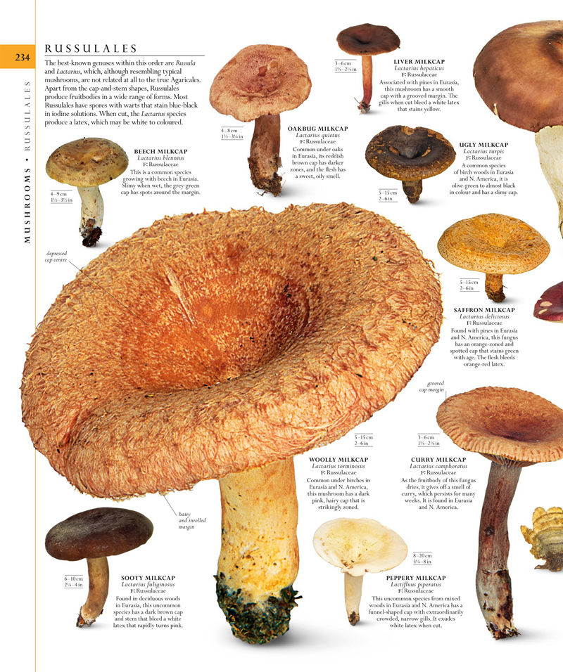 [画集]The Natural History Book: The Ultimate Visual Guide to Everything on Earth[664P]