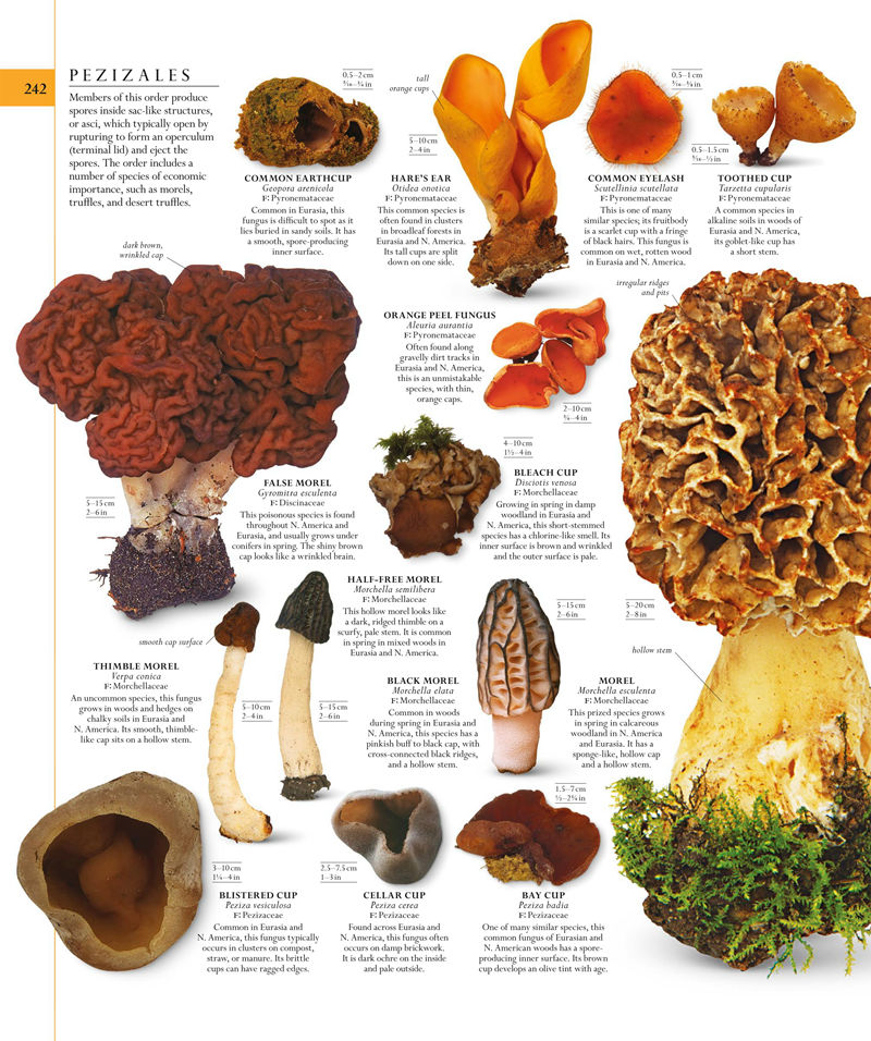 [画集]The Natural History Book: The Ultimate Visual Guide to Everything on Earth[664P]