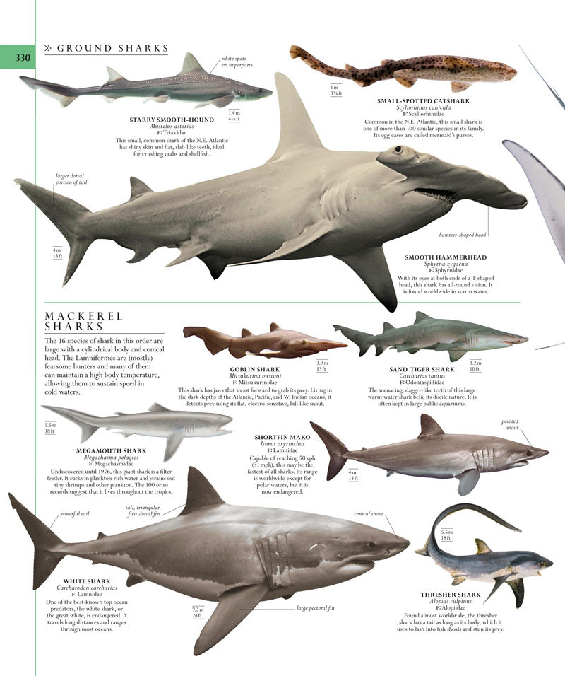 [画集]The Natural History Book: The Ultimate Visual Guide to Everything on Earth[664P]