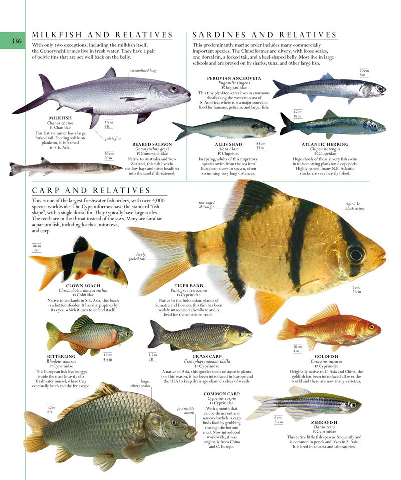 [画集]The Natural History Book: The Ultimate Visual Guide to Everything on Earth[664P]