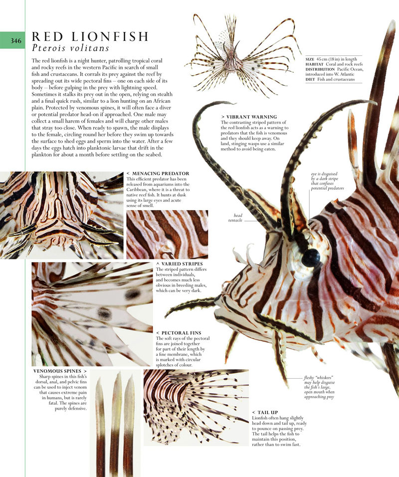 [画集]The Natural History Book: The Ultimate Visual Guide to Everything on Earth[664P]