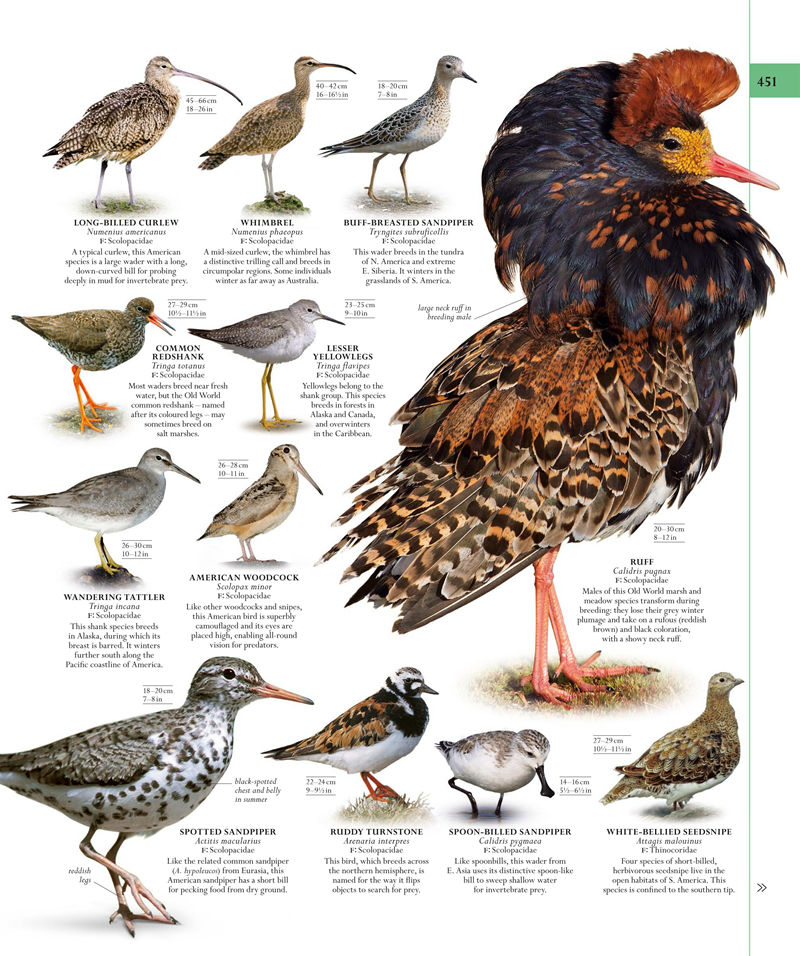 [画集]The Natural History Book: The Ultimate Visual Guide to Everything on Earth[664P]
