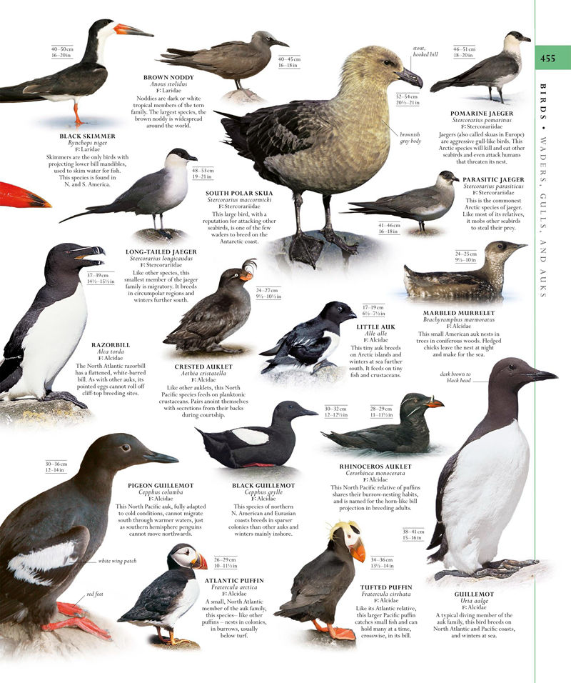 [画集]The Natural History Book: The Ultimate Visual Guide to Everything on Earth[664P]