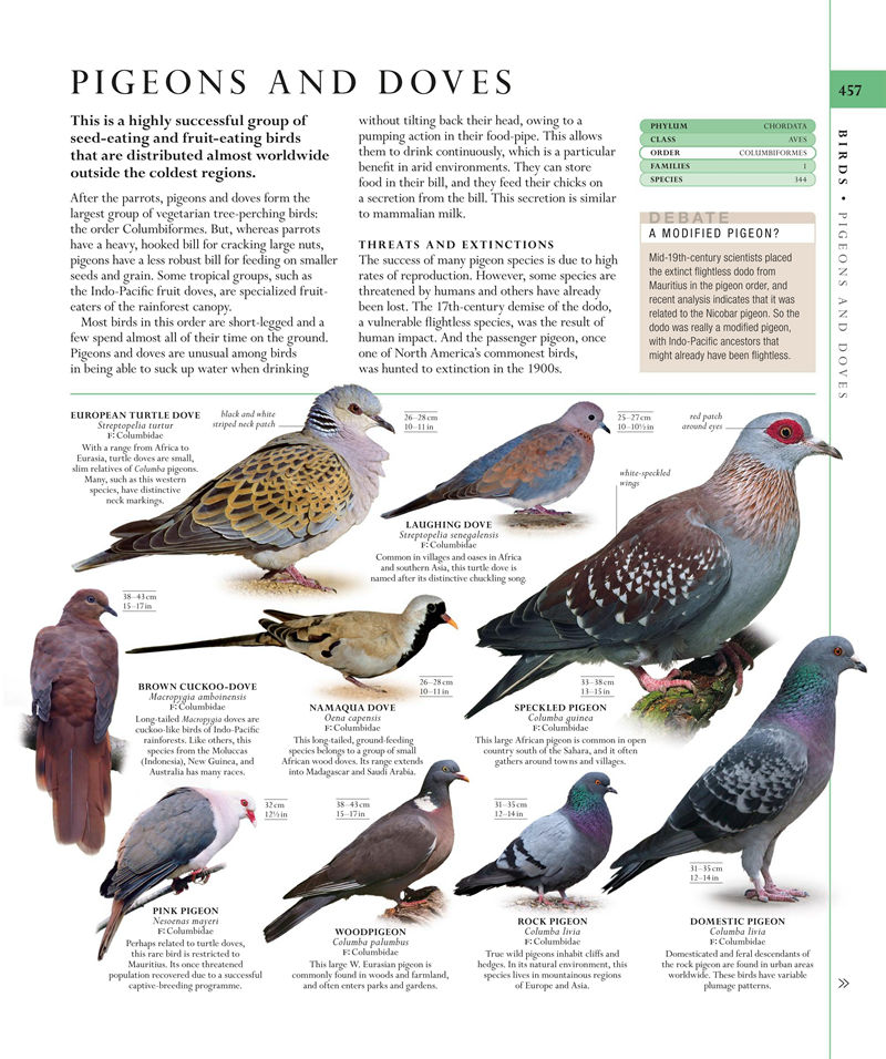 [画集]The Natural History Book: The Ultimate Visual Guide to Everything on Earth[664P]