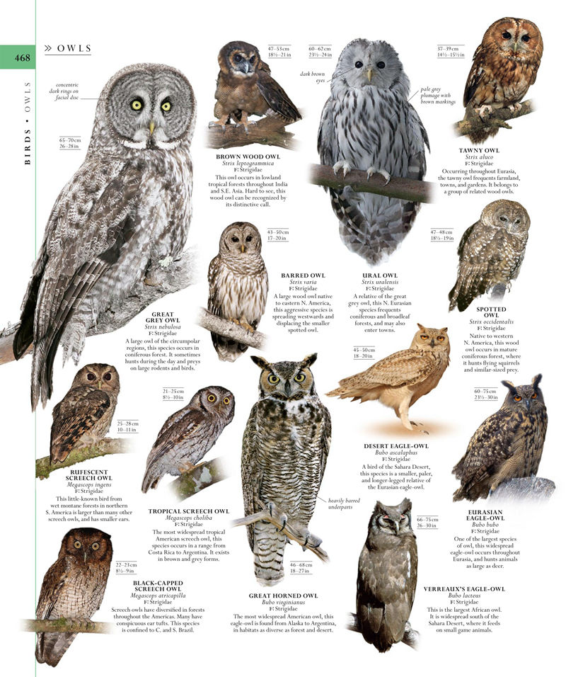 [画集]The Natural History Book: The Ultimate Visual Guide to Everything on Earth[664P]