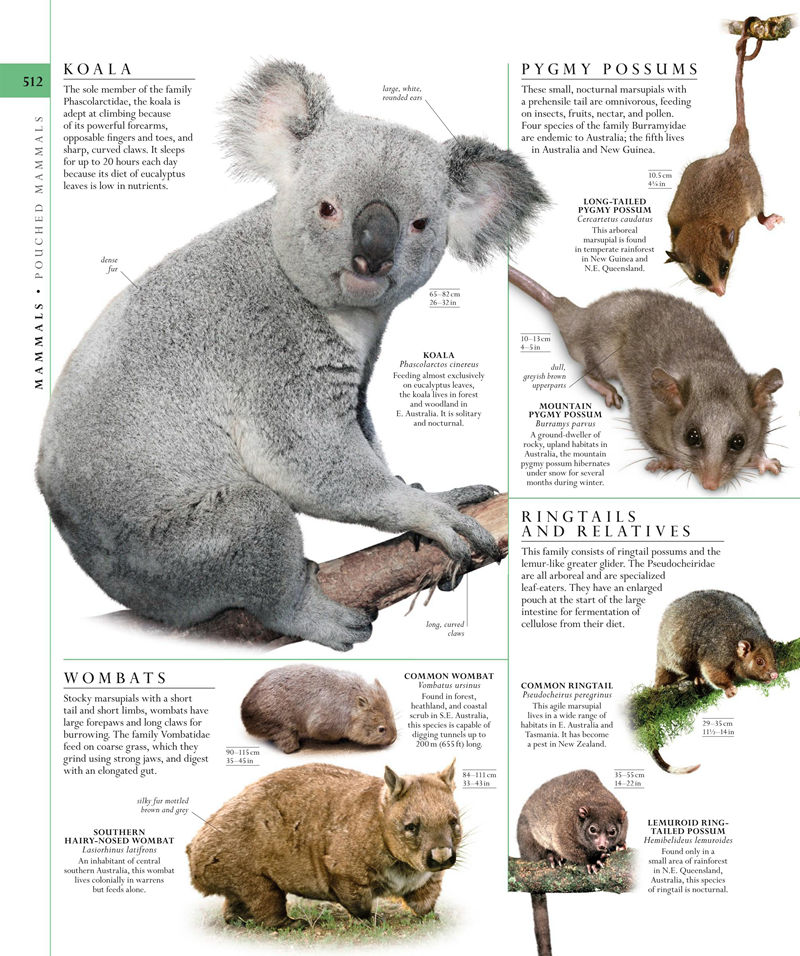 [画集]The Natural History Book: The Ultimate Visual Guide to Everything on Earth[664P]