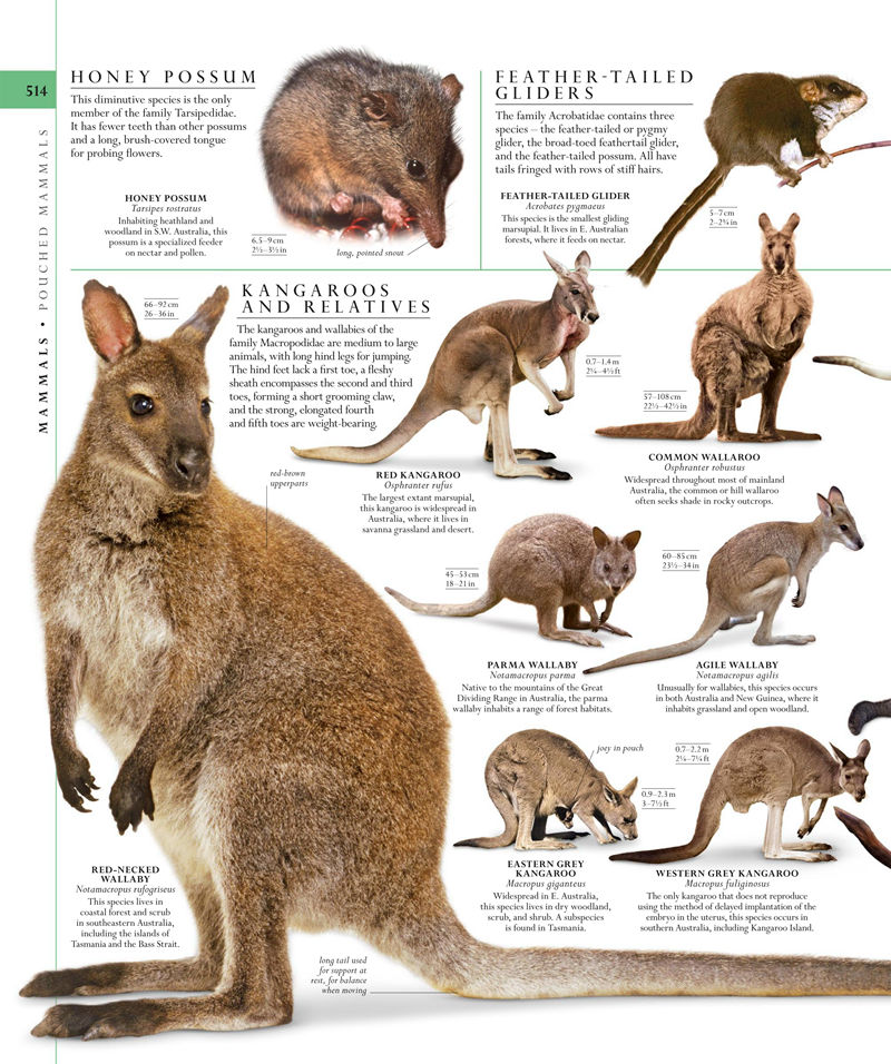 [画集]The Natural History Book: The Ultimate Visual Guide to Everything on Earth[664P]