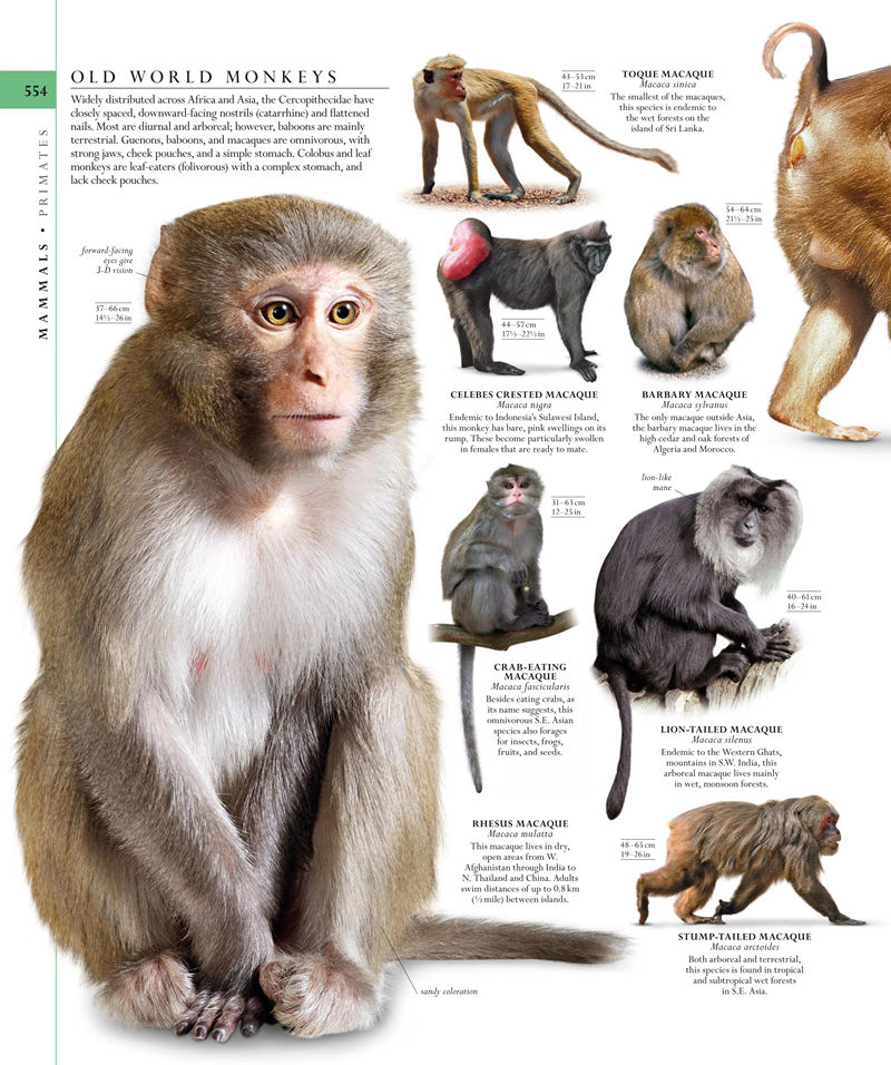 [画集]The Natural History Book: The Ultimate Visual Guide to Everything on Earth[664P]