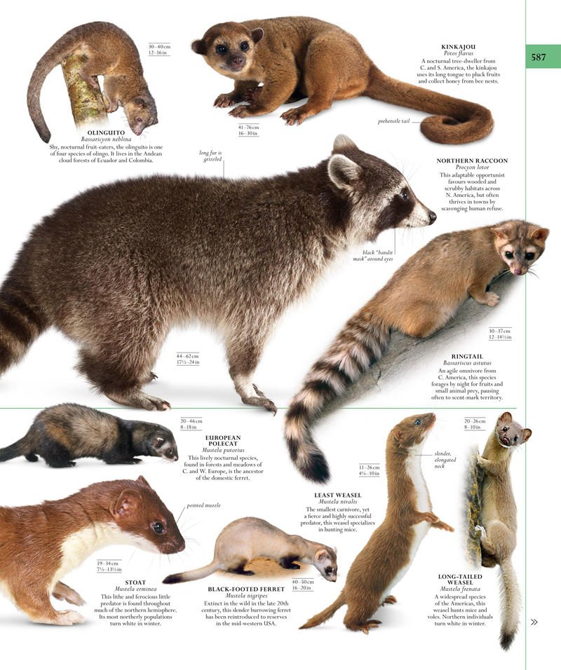 [画集]The Natural History Book: The Ultimate Visual Guide to Everything on Earth[664P]