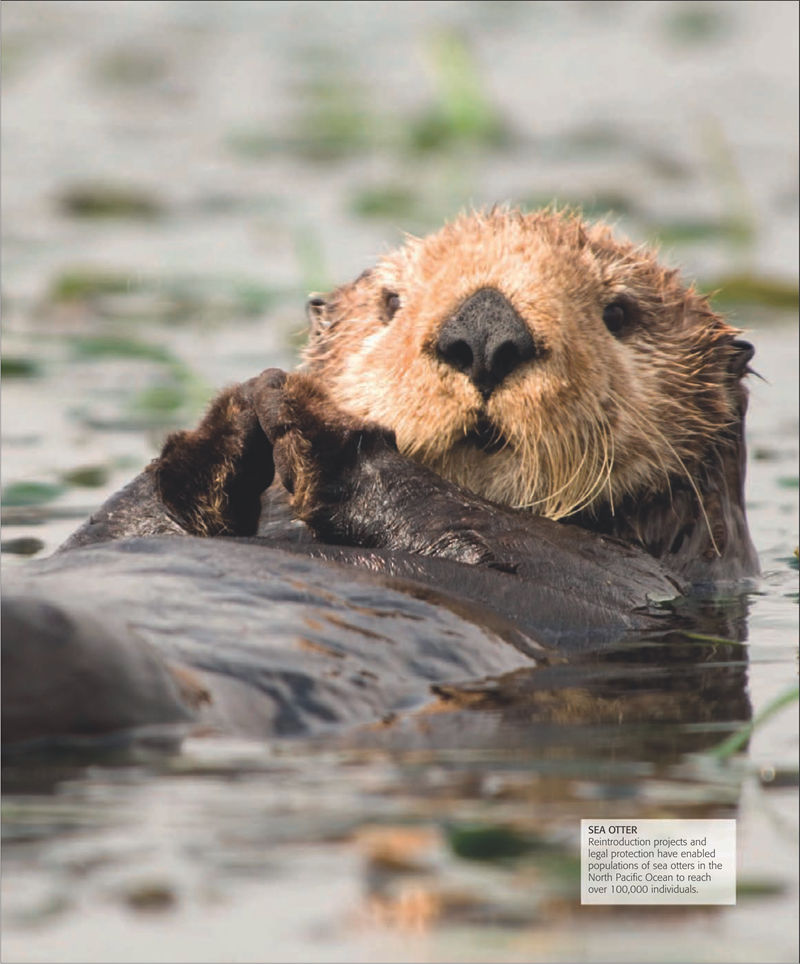 [画集]The Practical Naturalist: Explore the Wonders of the Natural World[258P]