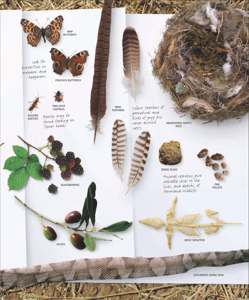 [画集]The Practical Naturalist: Explore the Wonders of the Natural World[258P]