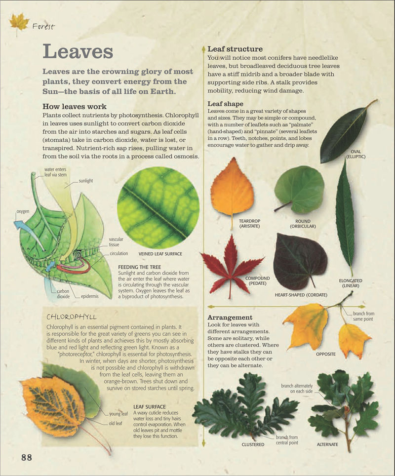 [画集]The Practical Naturalist: Explore the Wonders of the Natural World[258P]